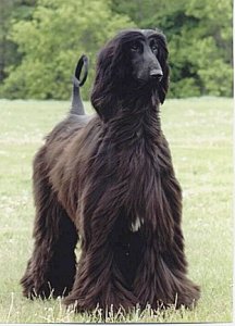 Afghan Hound