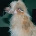 Chinese Crested Dog-Teddy