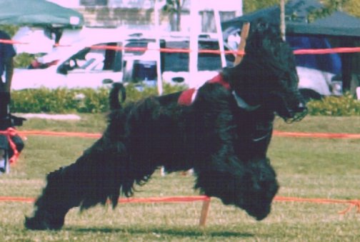 Afghan Hound