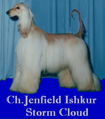 Afghan Hound Ch.Jenfield Ishkur Storm Cloud