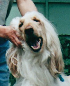 afghan hound