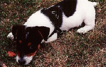 He was fetching all day!!