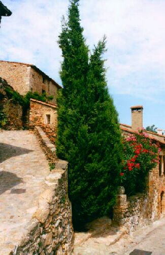 petites rues, cyprs et lauriers