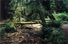 Porpoise Bay Provincial Park forest, Peacescapes Waterfront Retreat, Vacation Home, Bed and Breakfast, Sechelt, Sunshine Coast, BC, Canada, Cottage