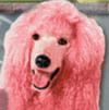 Pink Poodle Radio, The Voice of Fuzzybutt