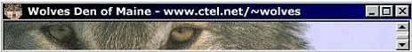Wolves Den of Maine
