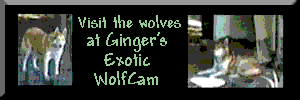 Gingers Exotic Wolf Cam