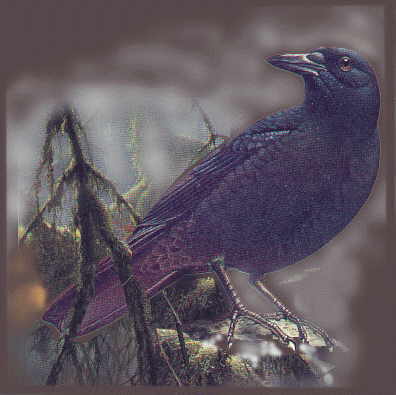 The Raven in ShadowWolf Country