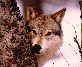 wolf7