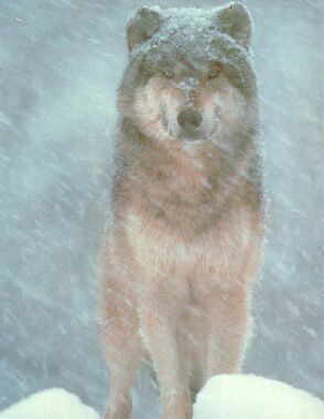 Wolf in the Snow