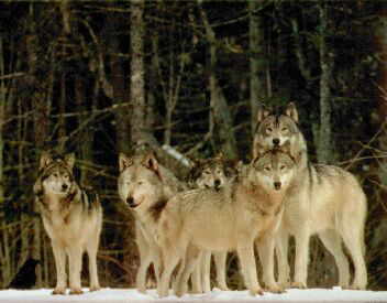 Wolf Pack 3