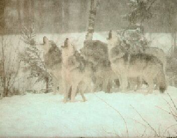 Wolves Singing