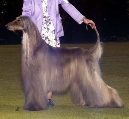 BIS Am. Can. Ch. Ishkur's Zeus