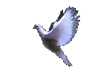 peacedove