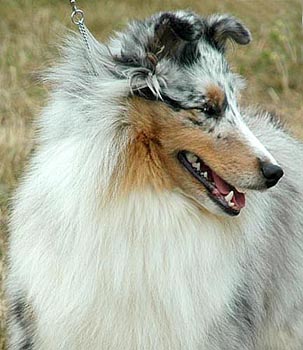 CH Protege-Kismet Azurette O'Cherden