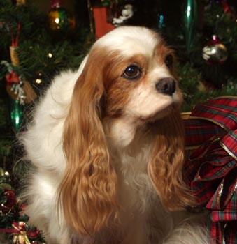 Am CH Patchworks Rosalie