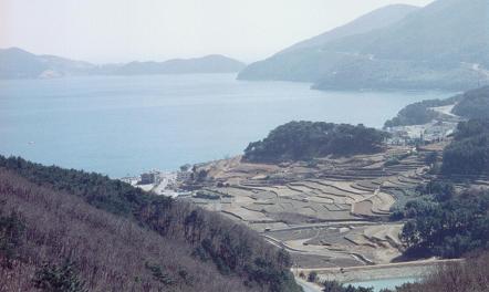 Terraced rice fields in early spring before planting.  Koje-Do, south coast.