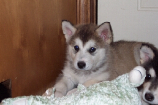 6 week old house puppy