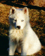 White husky