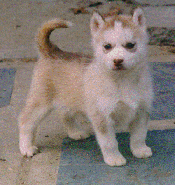 Brown and white husky