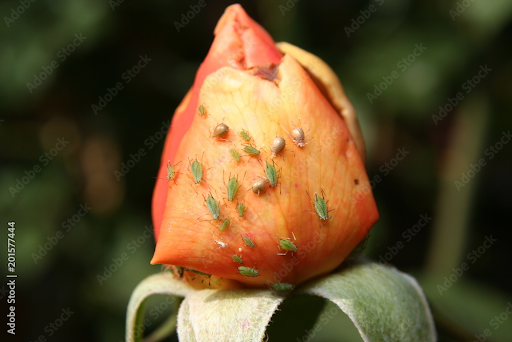 Identifying and Treating Insect Problems in Roses