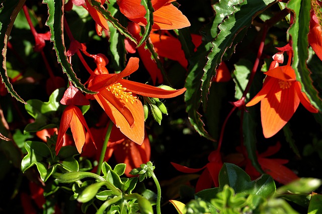 Tuberous Bergonias from Seed