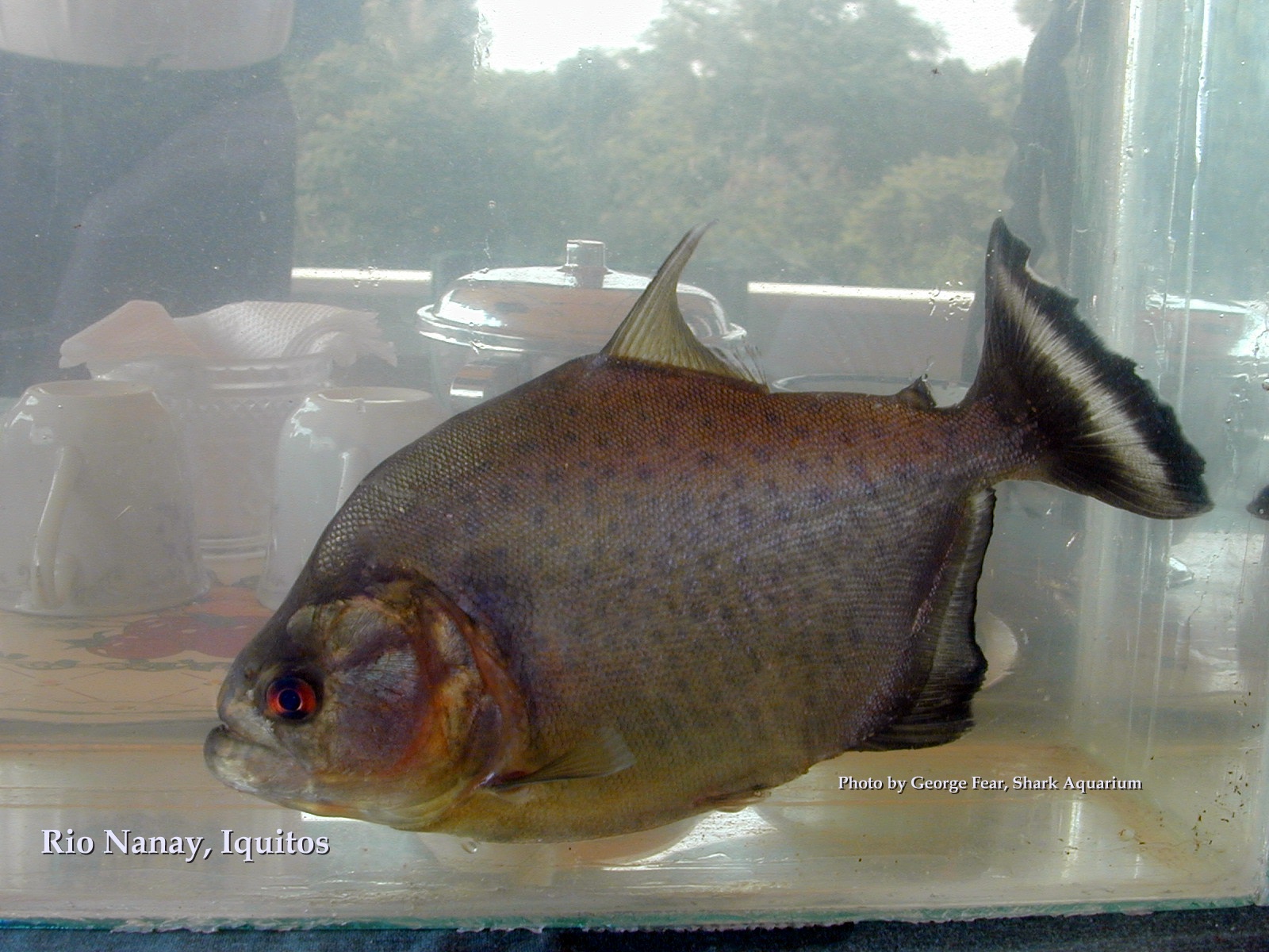 Photo property of Shark Aquarium. Permission given OPEFE use.