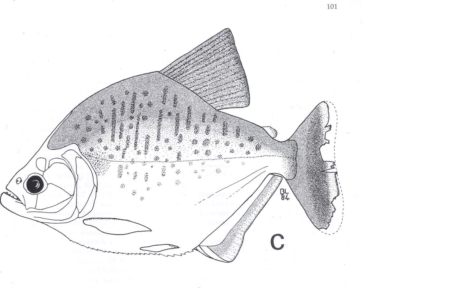 S. altuvei, misidentified by Jegu. Correct image name is S. hastatus, new species.