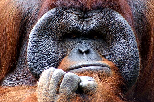 Orangutan at Lowry Park Zoo
