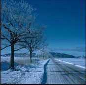 Snowy road and trees