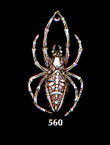 The black widow spider