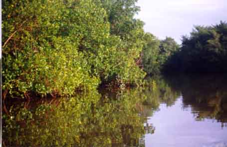 Caroni Swamp