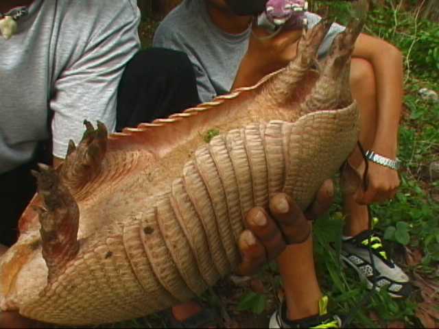 armadillo belly