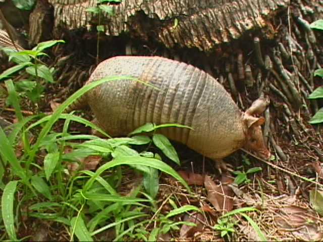 armadillo by coconut tree