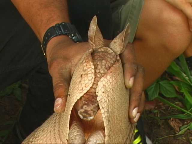 amadillo covers head