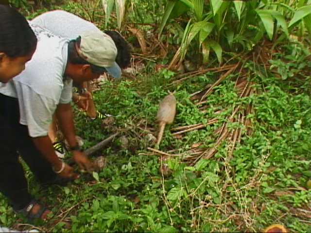 we release the tatoo