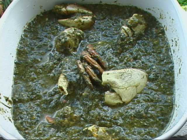 tasty crab & calaloo