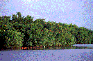 The mangrove bird santuary