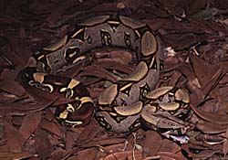 common Boa