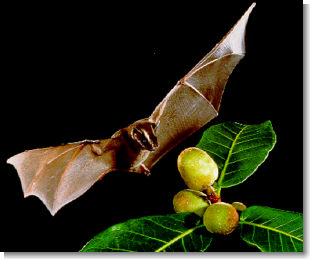 fruit bat