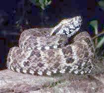 Fer-de-Lance