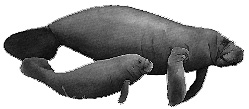 The West Indian Manatee