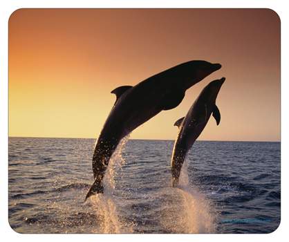 Dolphins Mouse Pad