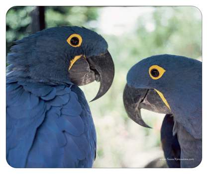 Parrots Mouse Pad