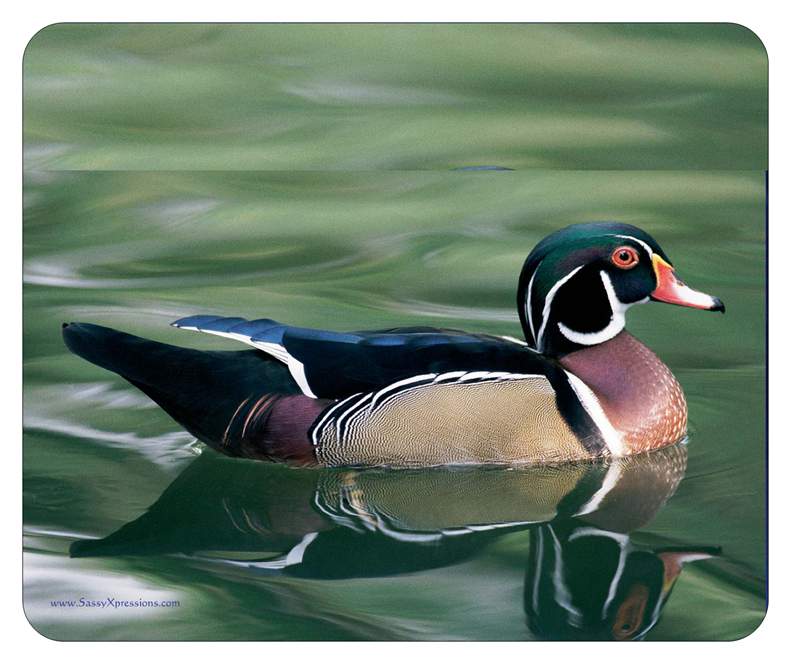 Wood Duck Mouse Pad