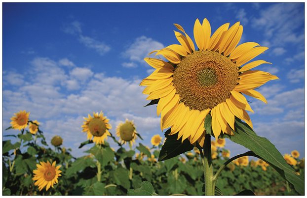 
Sunflower Fields Unframed Print
