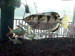 Click here for the largest zoom