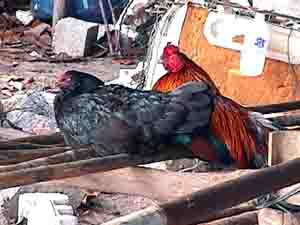 Click here for the largest zoom