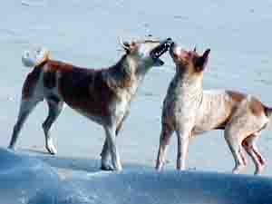 Click here for the largest zoom