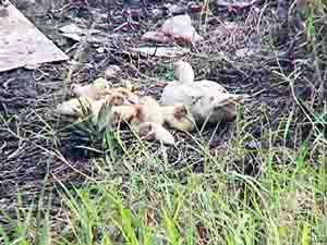 Click here for the largest zoom